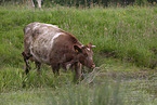 cattle