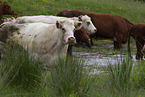 cattles