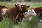 cattles