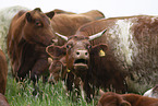 cattles