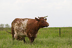 cattle