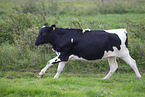 cattle