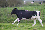 cattle