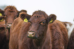 cattle