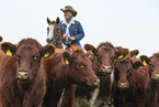 cattle