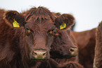 cattle