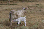 cattle
