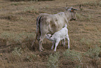 cattle