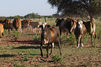 Zebu-Cross