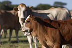 Zebu-Cross