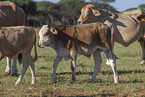 Zebu-Cross