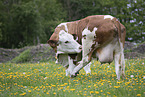 cattle