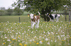 cattle