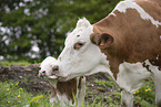 cattle