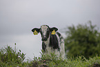 calf