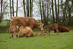 herf of cattle
