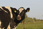 cattle