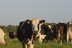 herf of cattle