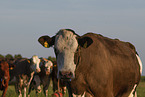 herf of cattle
