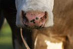 cattle