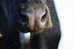 cattle