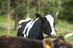 cattle
