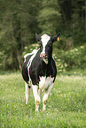 cattle