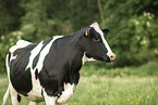 cattle