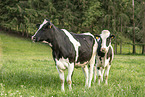 cattle