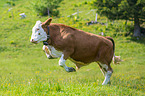 cattle