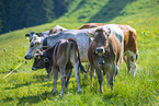 cattle