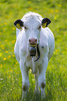 cattle