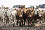 cattles