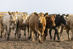cattles