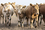cattles