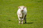 cattle