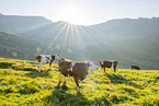 domestic cattle