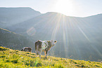 domestic cattle