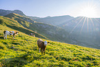 domestic cattle