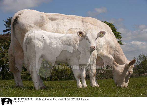 Charolais / FLPA-02523