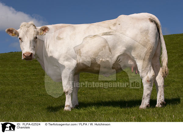 Charolais / FLPA-02524