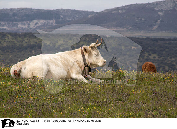 Charolais / FLPA-02533