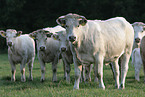 Charolais cattles