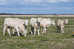 Charolais