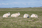 Charolais