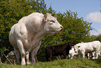 Charolais