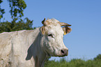 Charolais Cattle