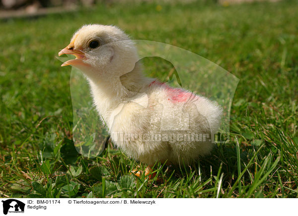 fledgling / BM-01174