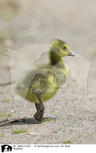 fledgling / MAZ-01293