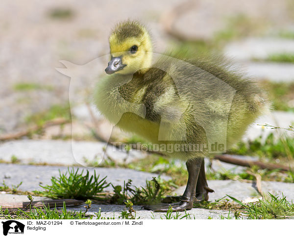 fledgling / MAZ-01294